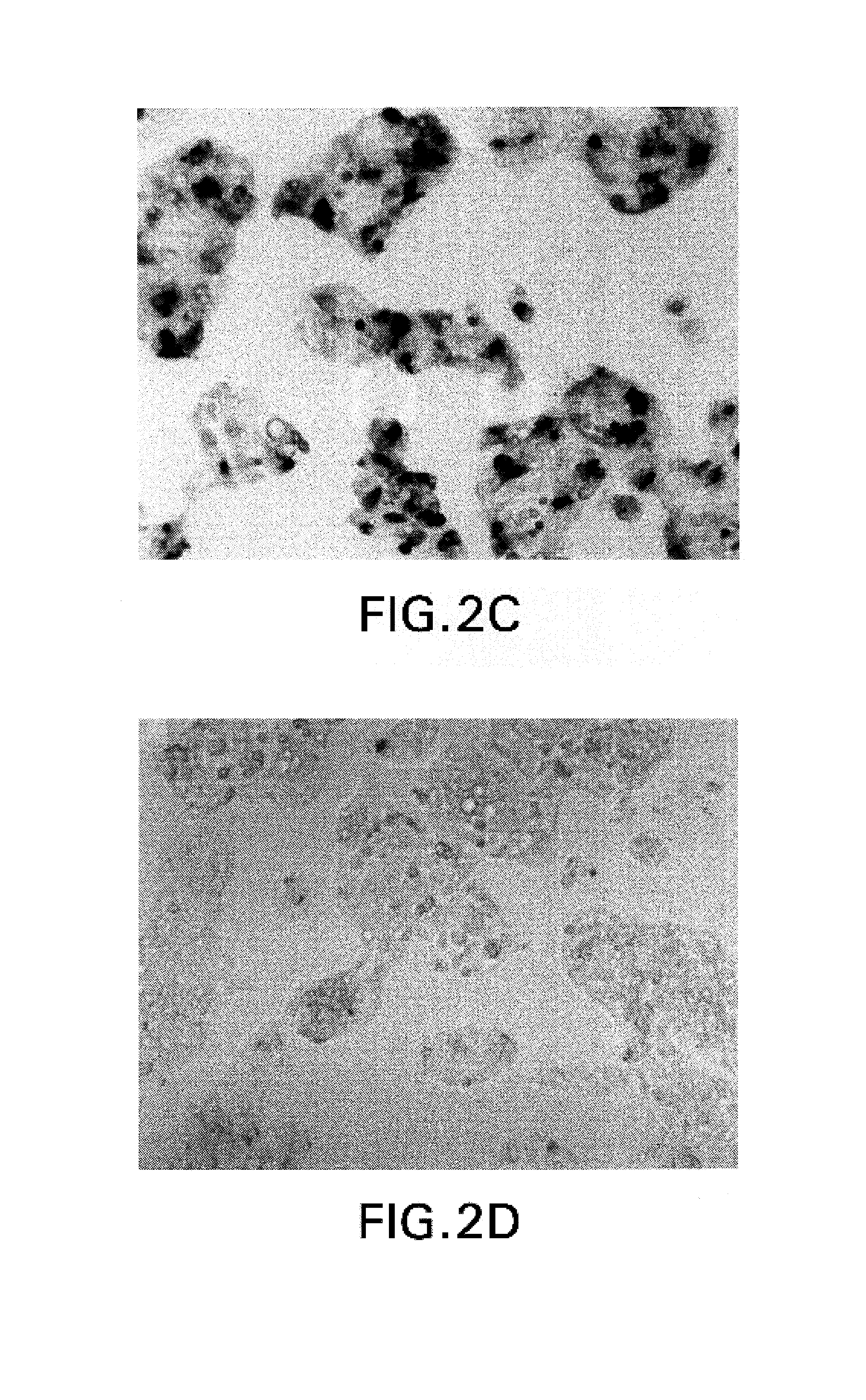 Use of a baculovirus to express an exogenous gene in a mammalian cell