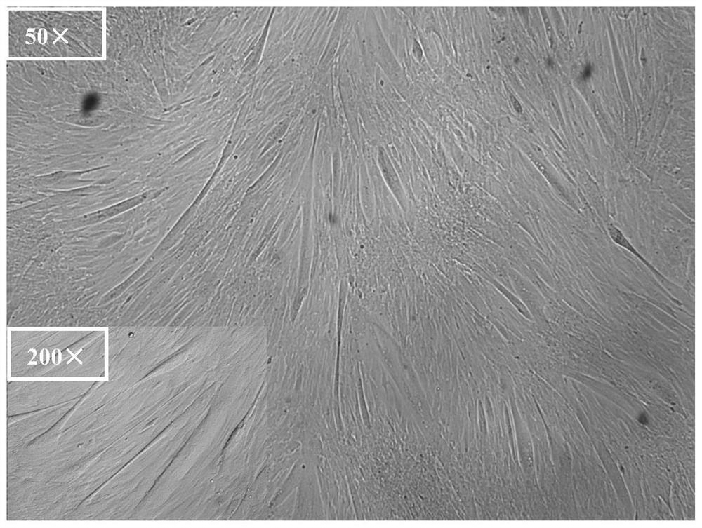 A chemically defined medium for in vitro differentiation of muscle stem cells