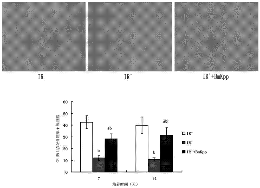 Preparation method of natural scorpion venom polypeptide and application of natural scorpion venom polypeptide to bone marrow haematopoietic functional protection