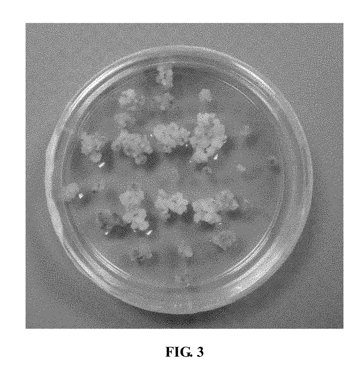 Chlorella variabilis-derived phosphomannose isomerase gene and application thereof