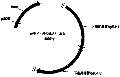 Pseudorabies virus (PRV) digene deletion attenuated strain and application thereof