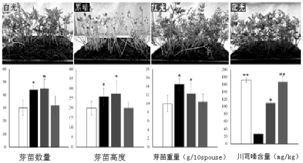 Indoor cultivation method for ligusticum wallichii sprouting vegetables