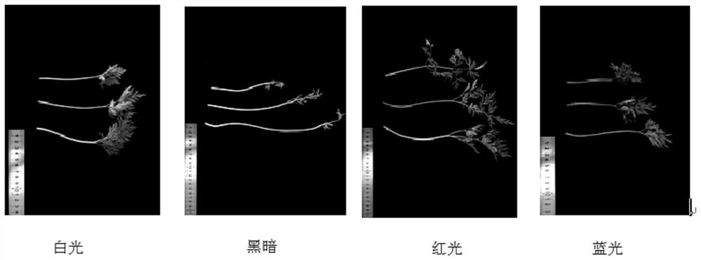 Indoor cultivation method for ligusticum wallichii sprouting vegetables