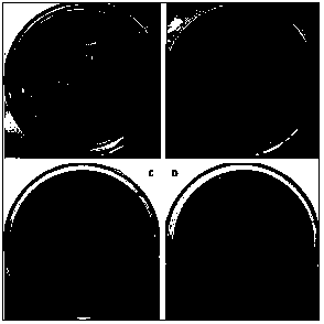 Kelp degrading bacteria and method for preparing kelp juice utilizing same