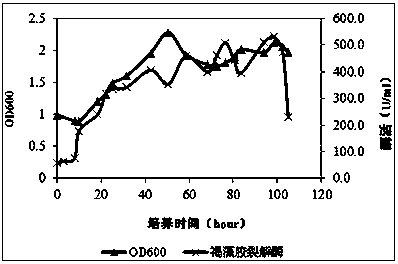 Kelp degrading bacteria and method for preparing kelp juice utilizing same