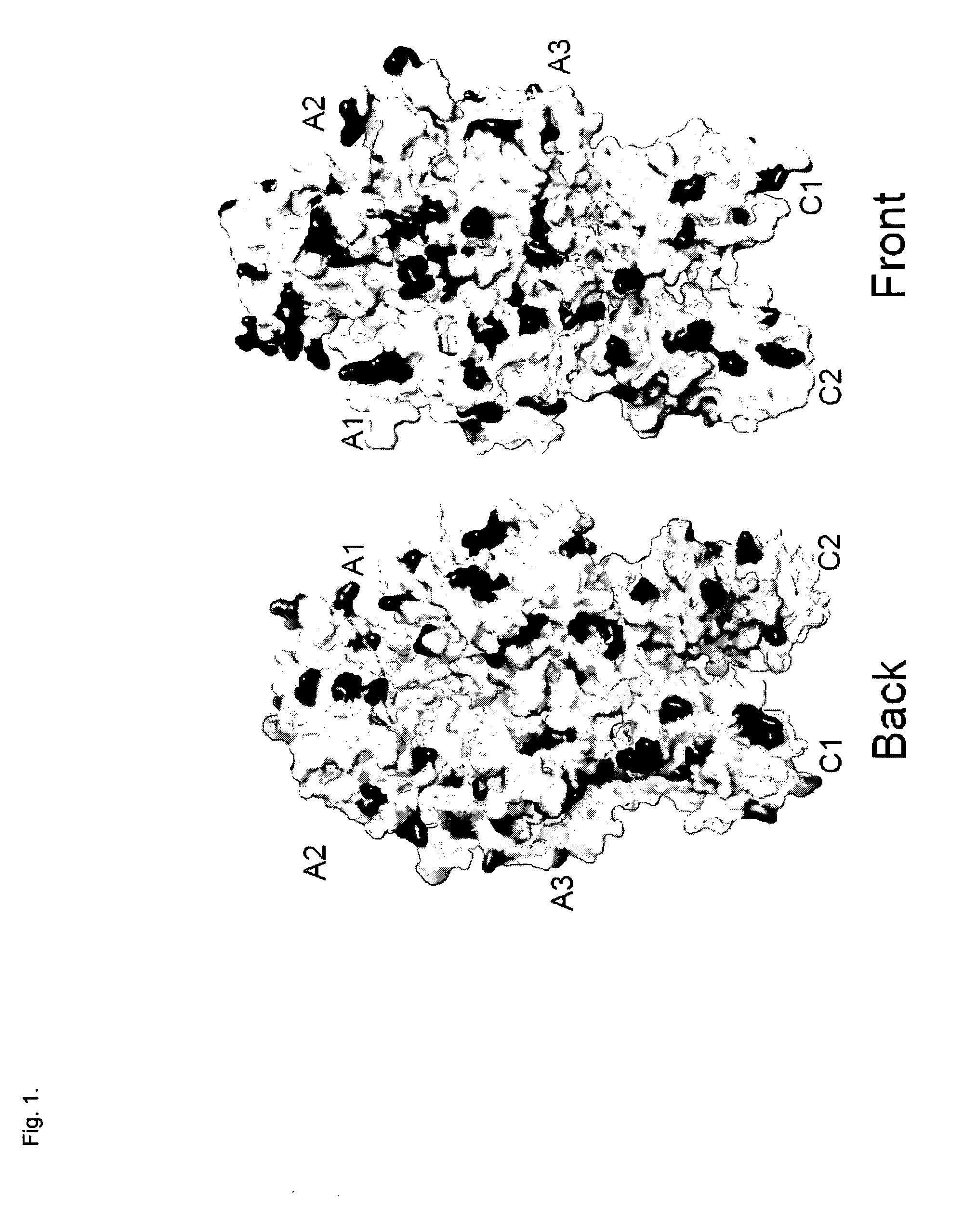 Factor viii variants having a decreased cellular uptake