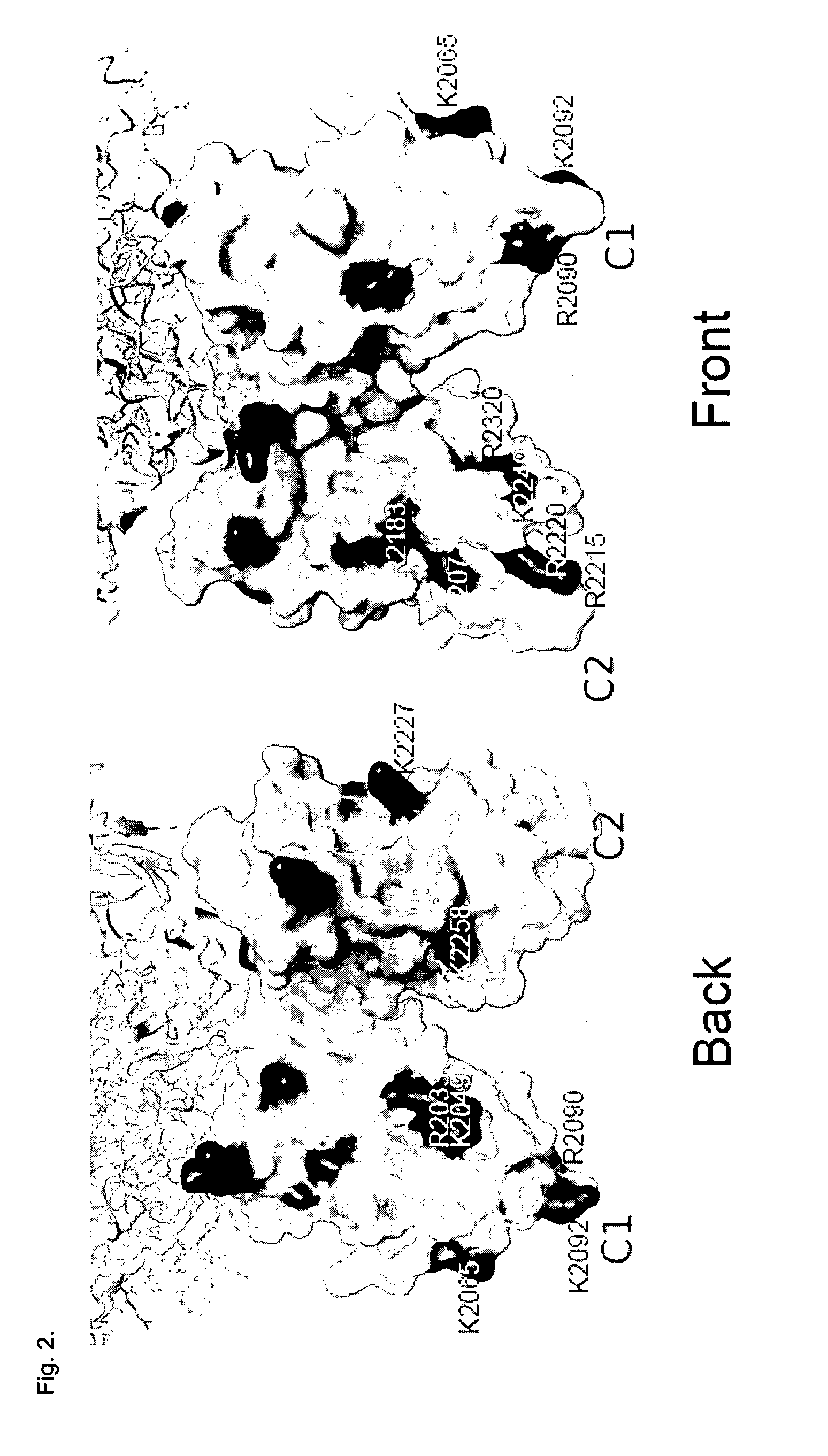 Factor viii variants having a decreased cellular uptake