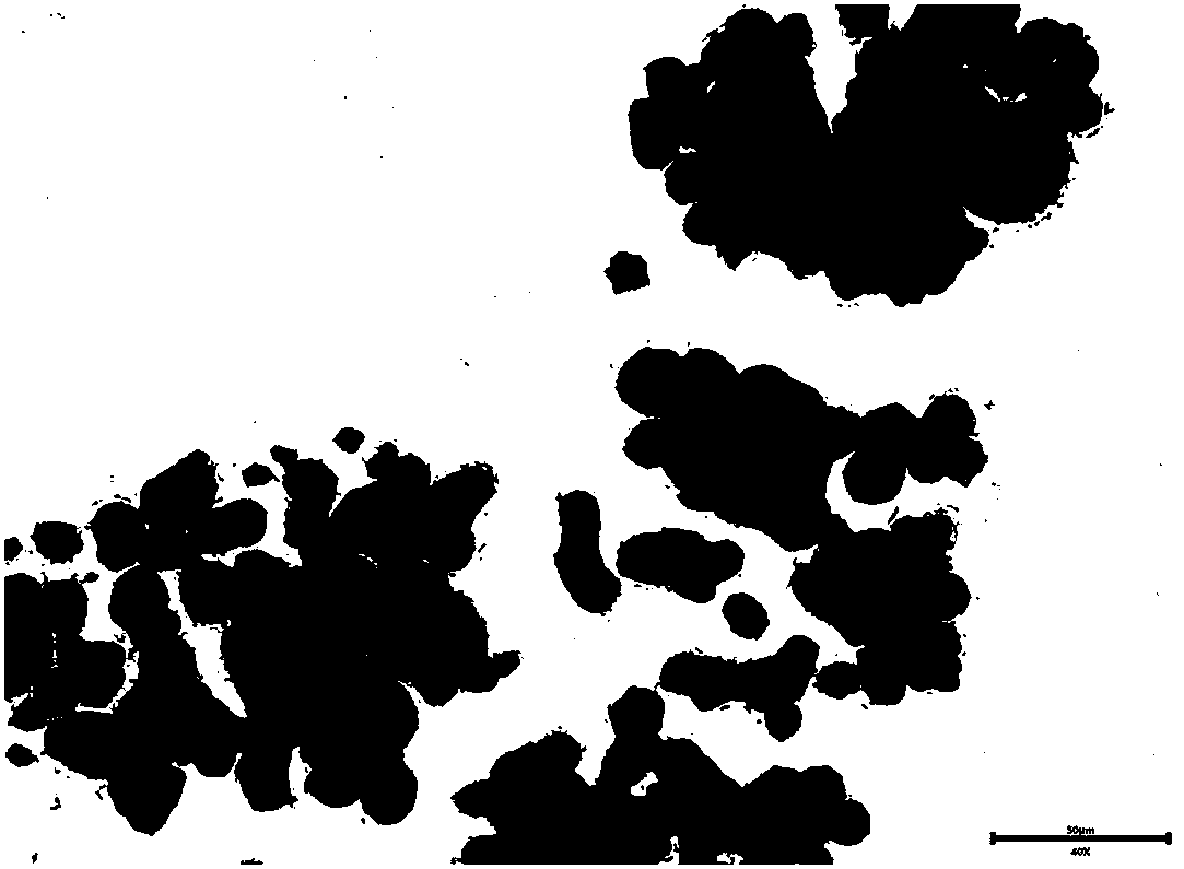 Lung cancer solid tumor primary cell culture method