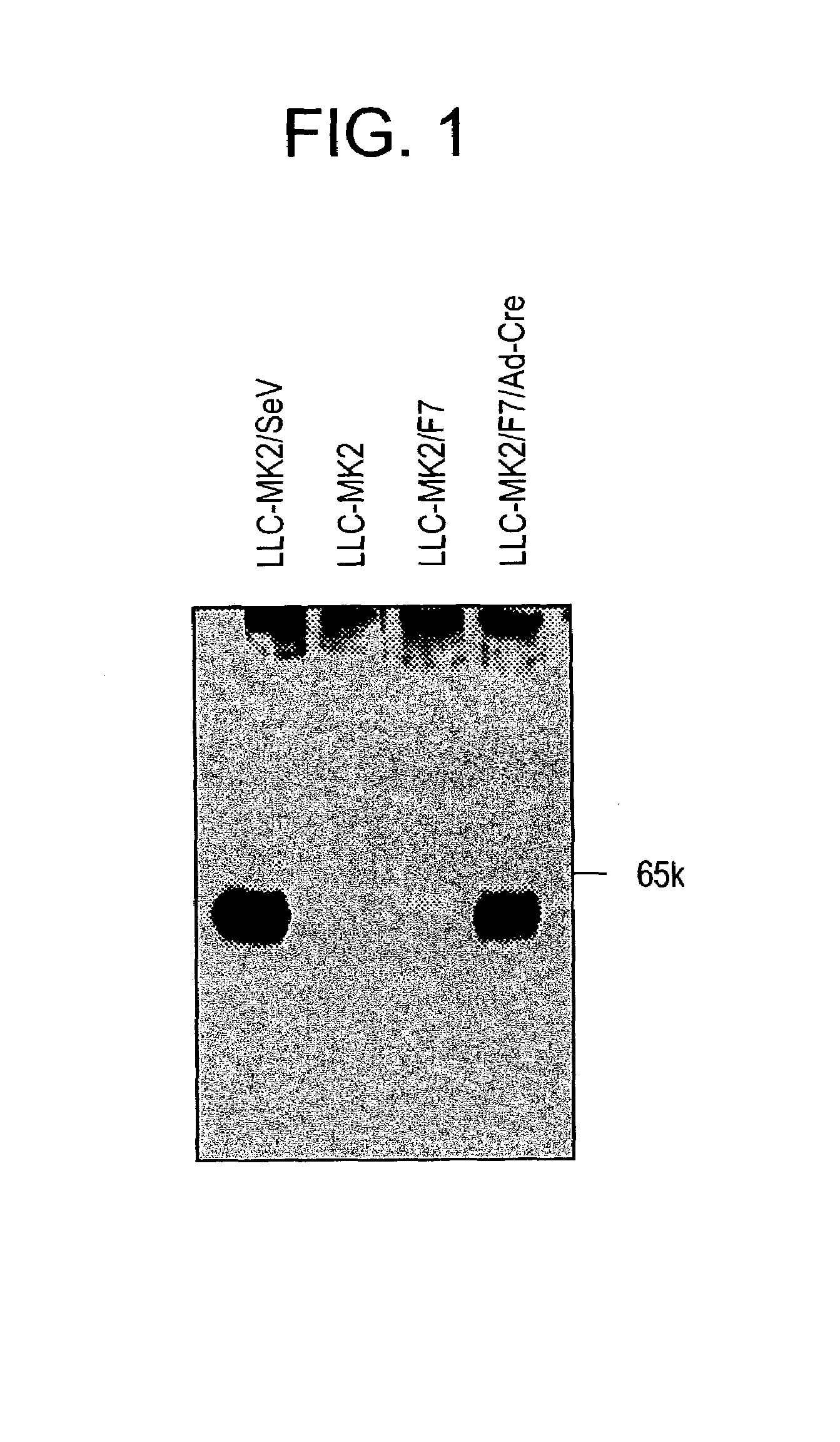 Envelope gene-deficient Paramyxovirus vector