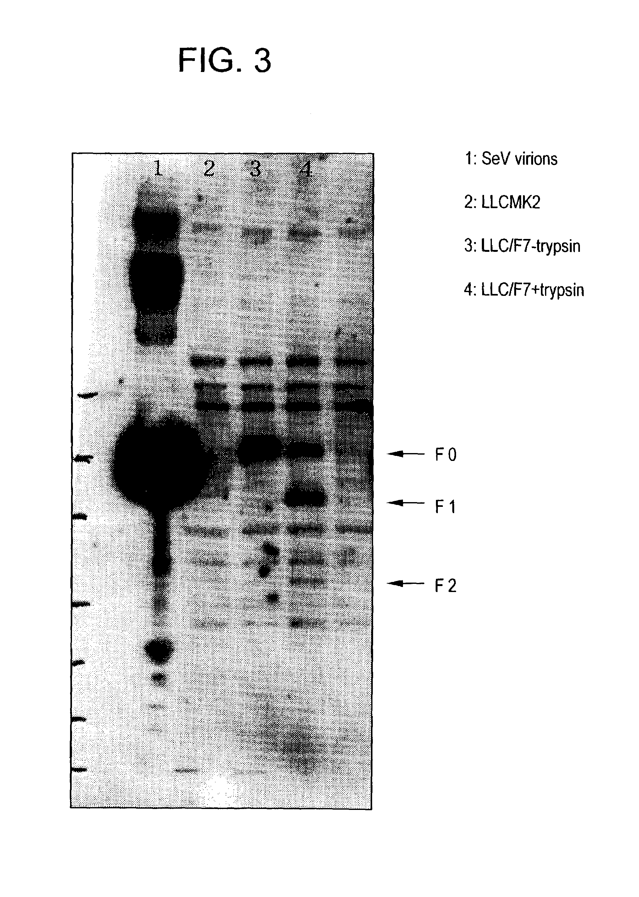 Envelope gene-deficient Paramyxovirus vector