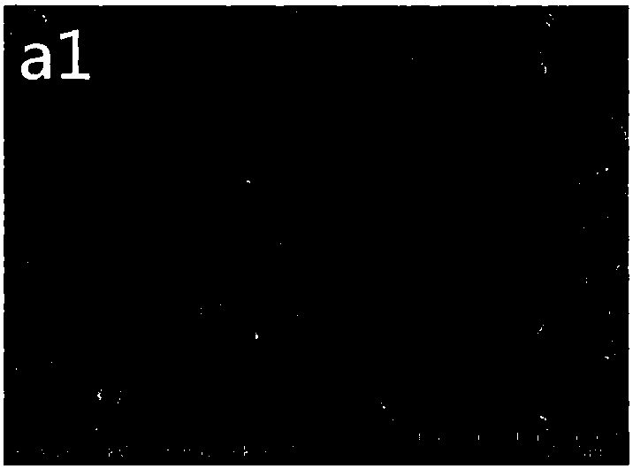 Immunomagnetic beads as well as preparation method and application thereof