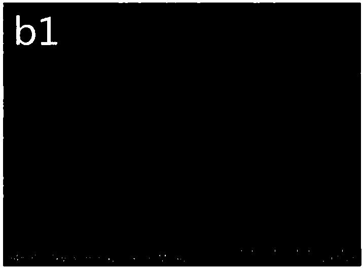 Immunomagnetic beads as well as preparation method and application thereof