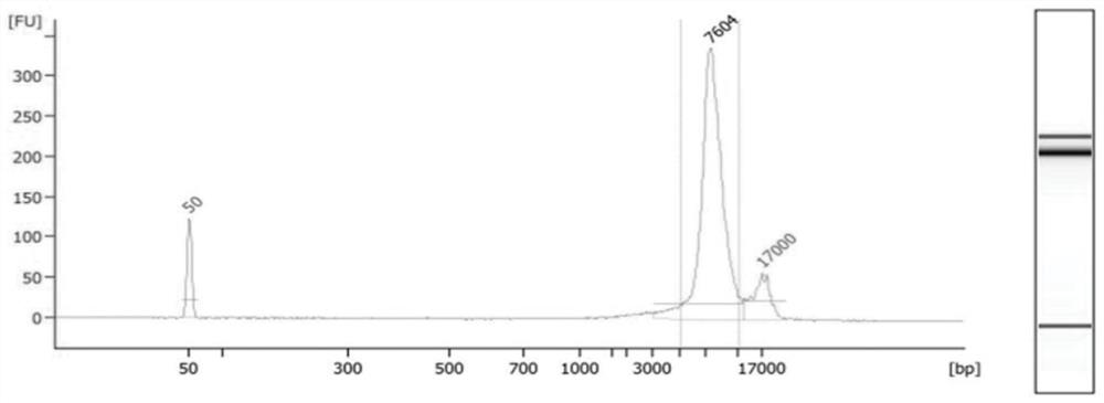 A system for determining the haplotype of the fetal alpha thalassemia gene