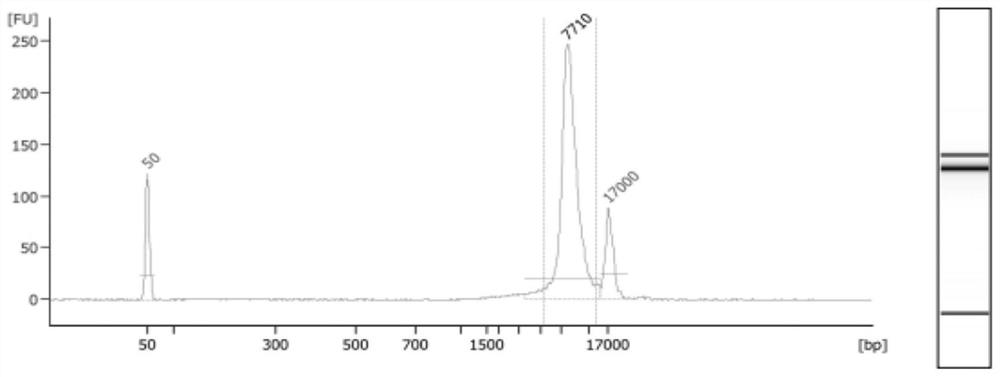 A system for determining the haplotype of the fetal alpha thalassemia gene