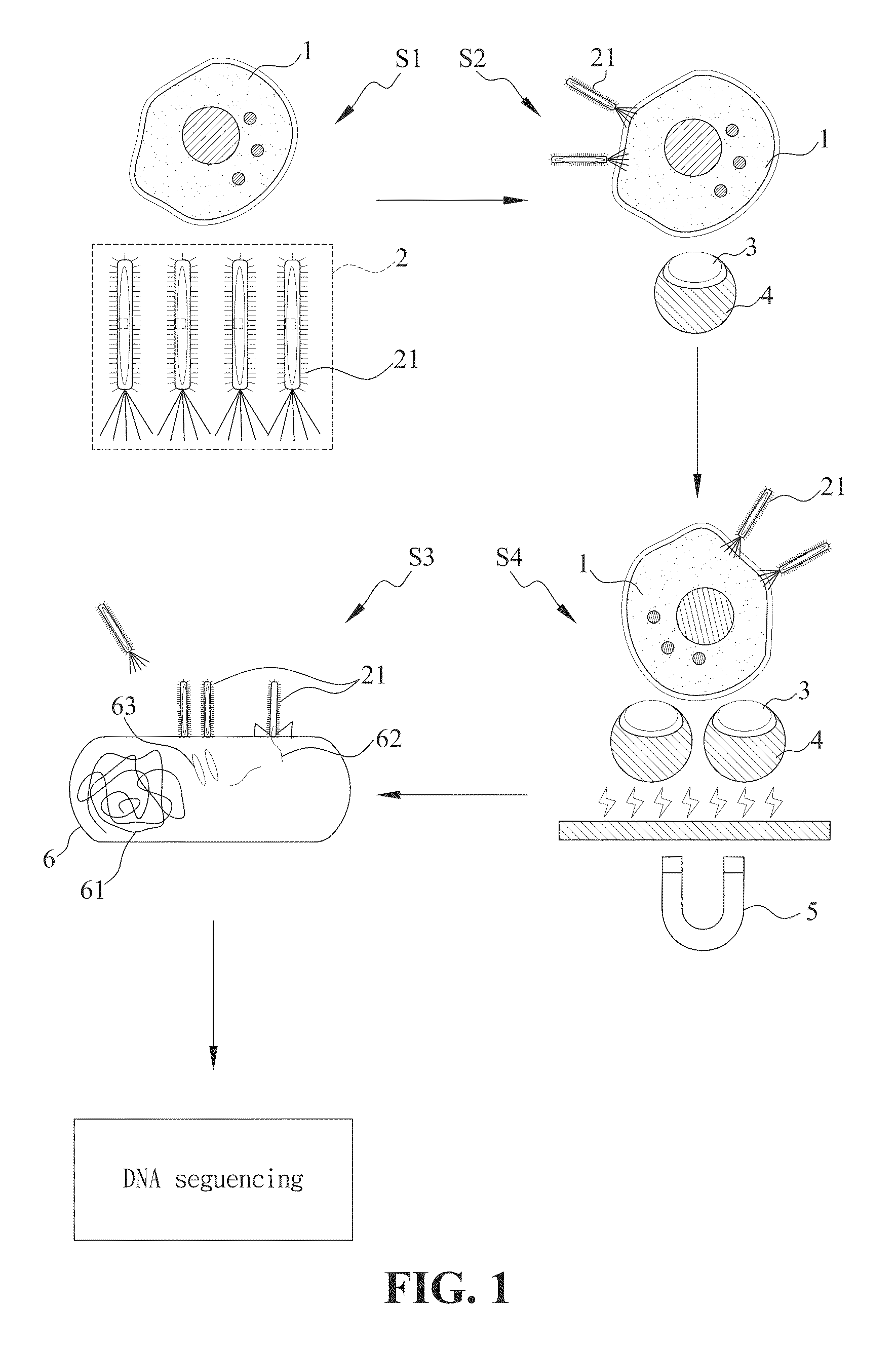 Peptide specific for ovarian cancer and applications