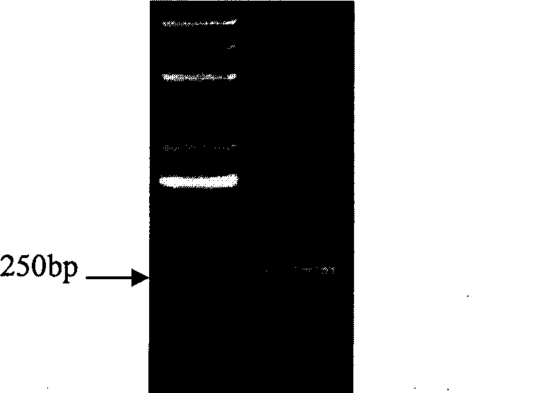 Halimodendron halodendron ERF transcription factor cDNA sequence, expression vector and use thereof