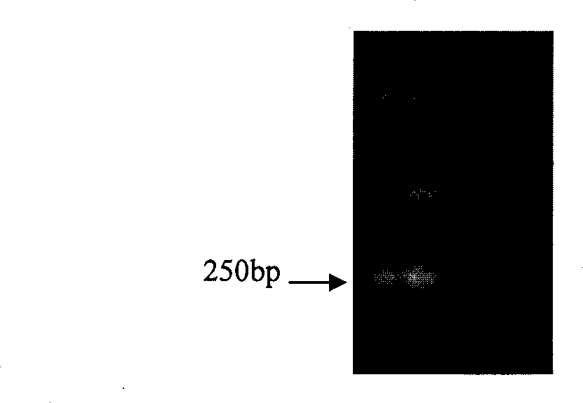 Halimodendron halodendron ERF transcription factor cDNA sequence, expression vector and use thereof