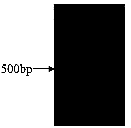 Halimodendron halodendron ERF transcription factor cDNA sequence, expression vector and use thereof