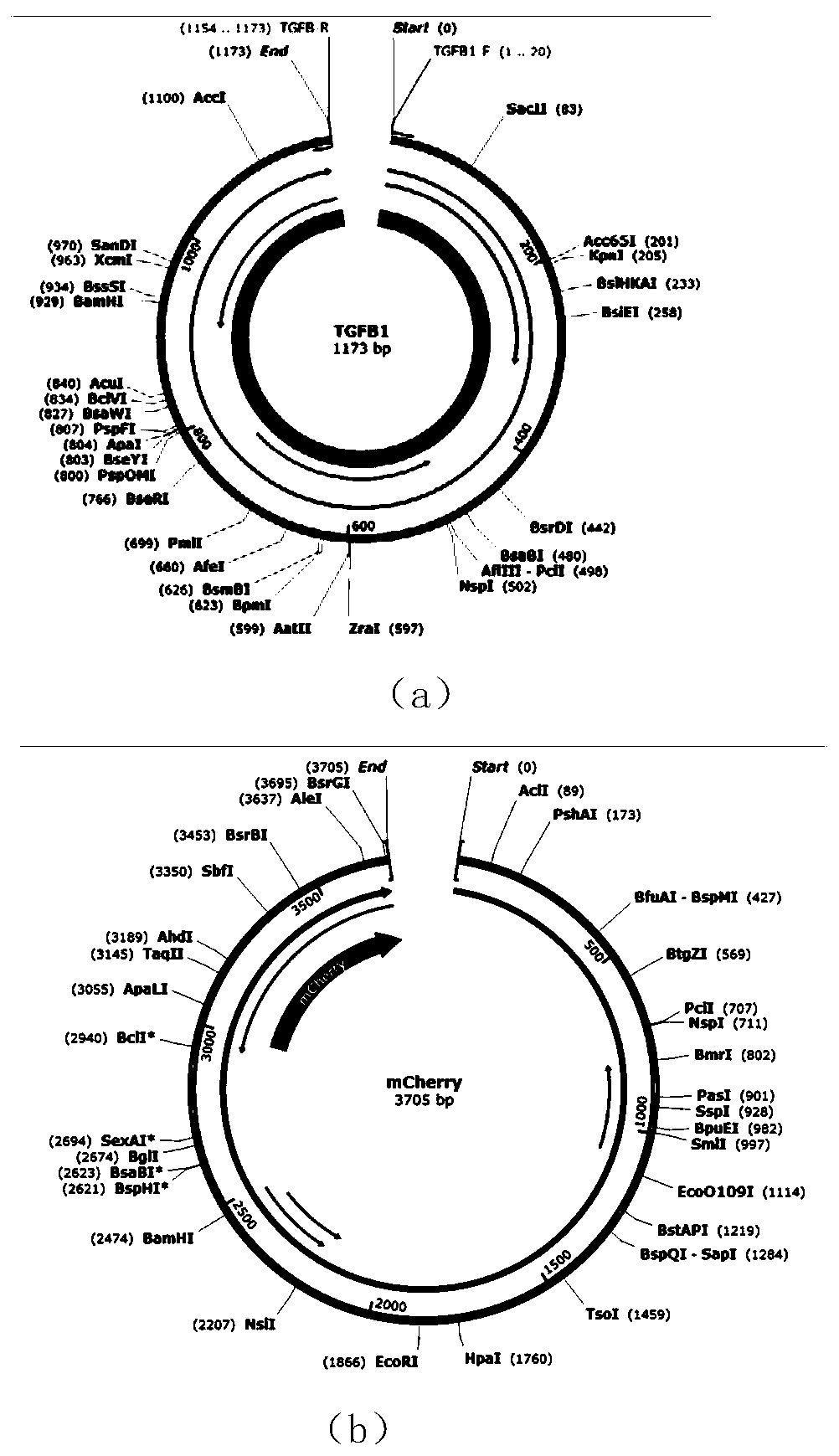 Method for genetic modification of intestinal protobacteria based on microencapsulation treatment