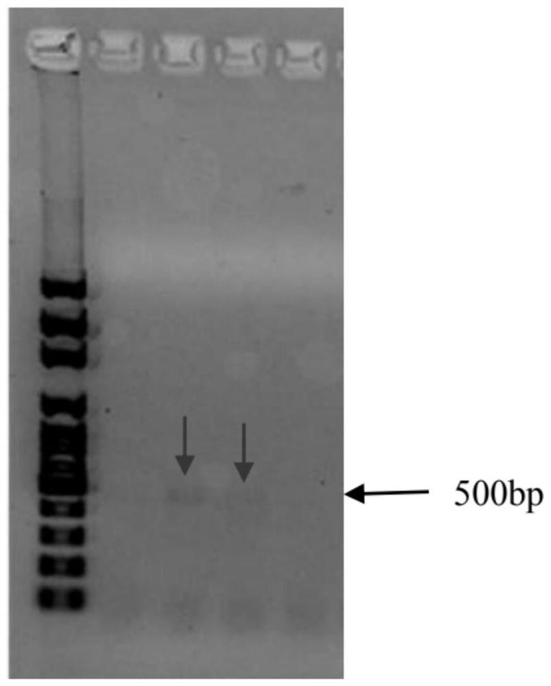 A kind of production method and application of recombinant small RNA