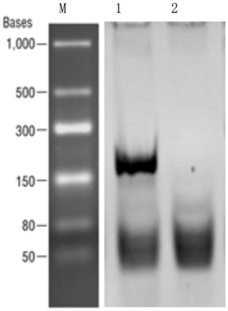 A kind of production method and application of recombinant small RNA