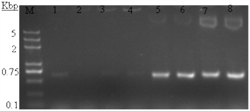 A kind of construction method and application of recombinant drug-resistant bcg strain