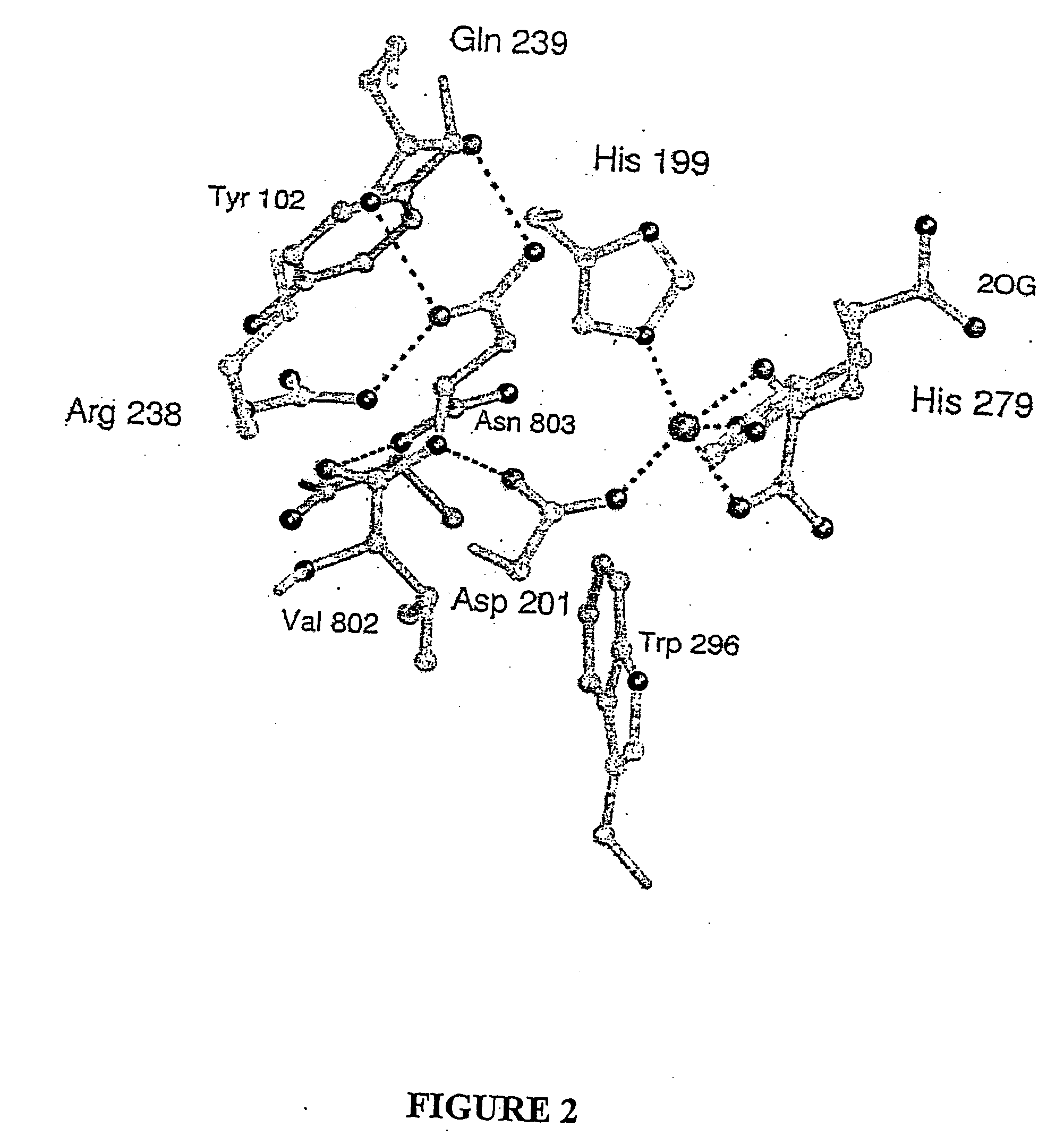 Hydroxylases and modulators thereof