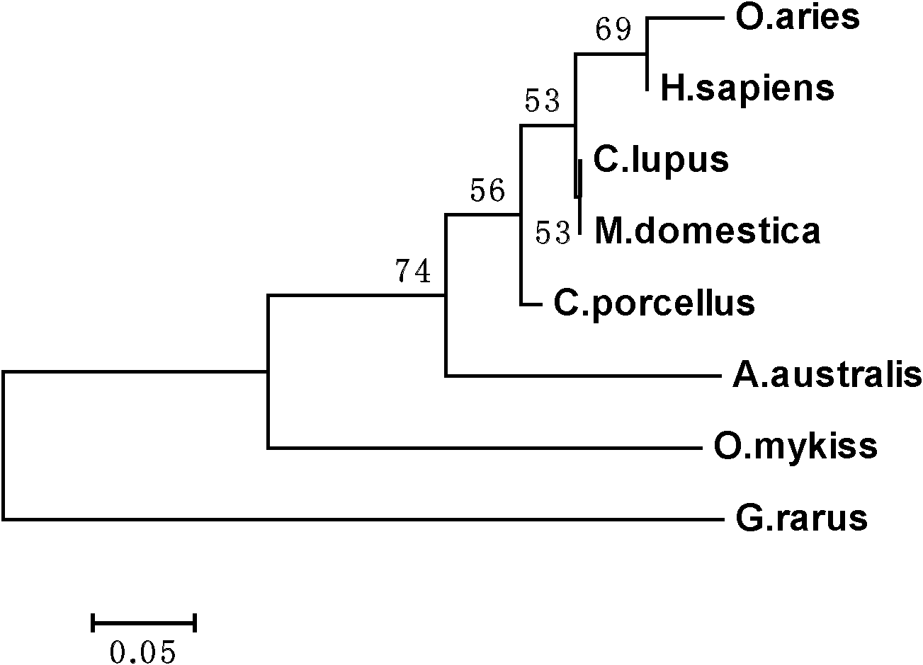 Gobiocypris rarus alpha type Na+/K+-ATPase, and encoding gene and application thereof