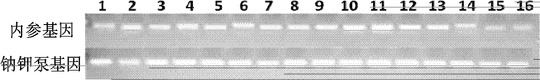 Gobiocypris rarus alpha type Na+/K+-ATPase, and encoding gene and application thereof