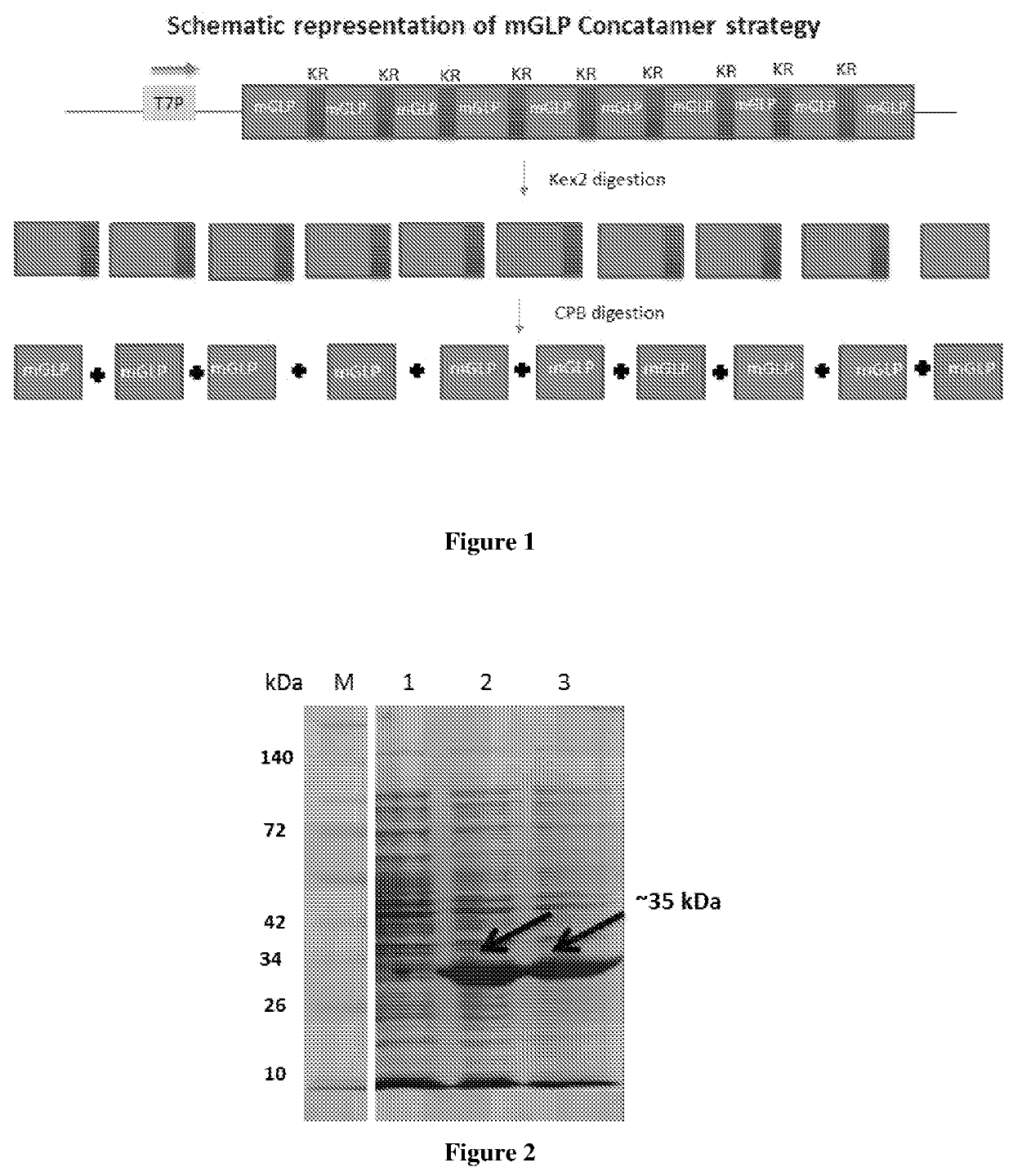 Expression and large-scale production of peptides