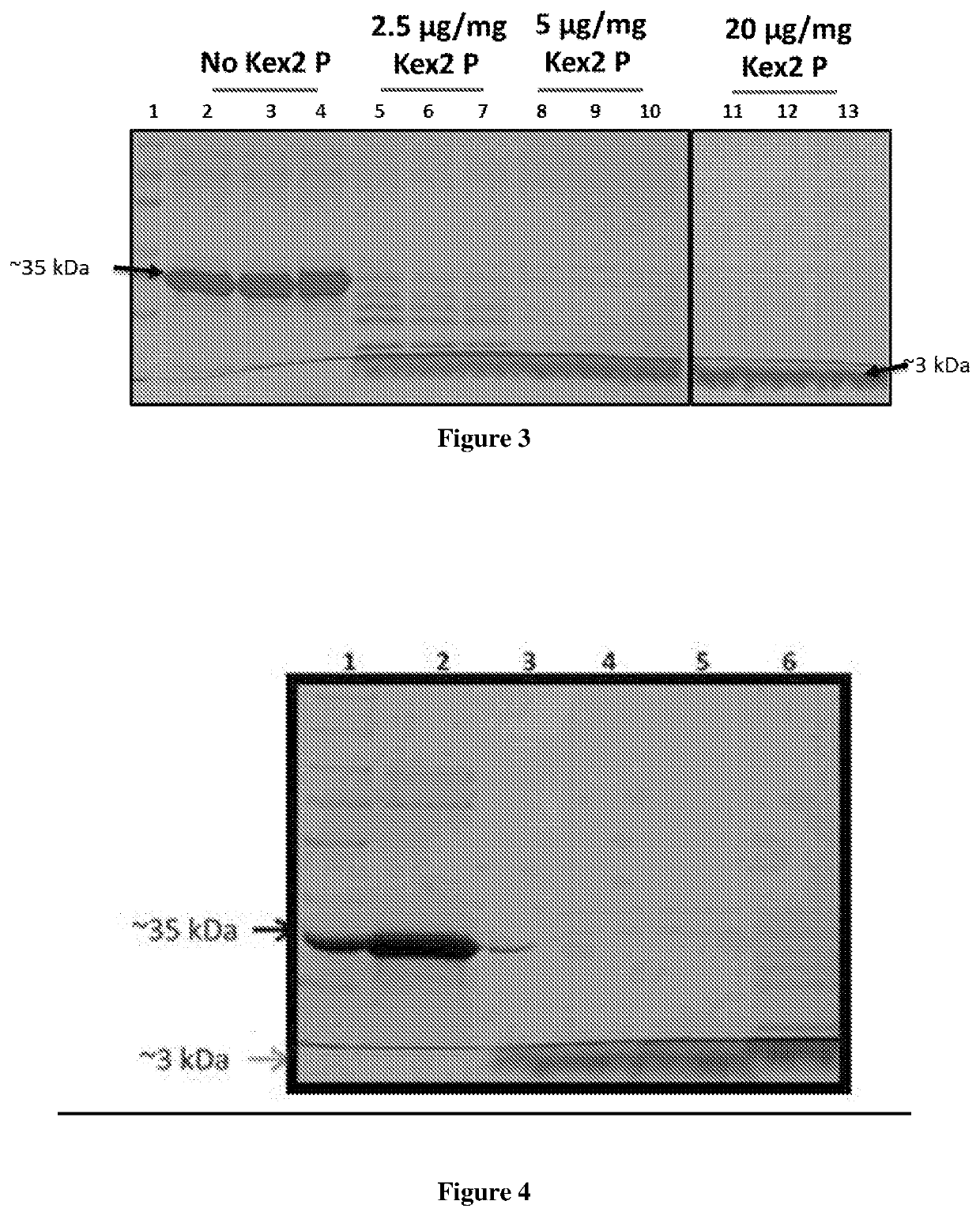 Expression and large-scale production of peptides