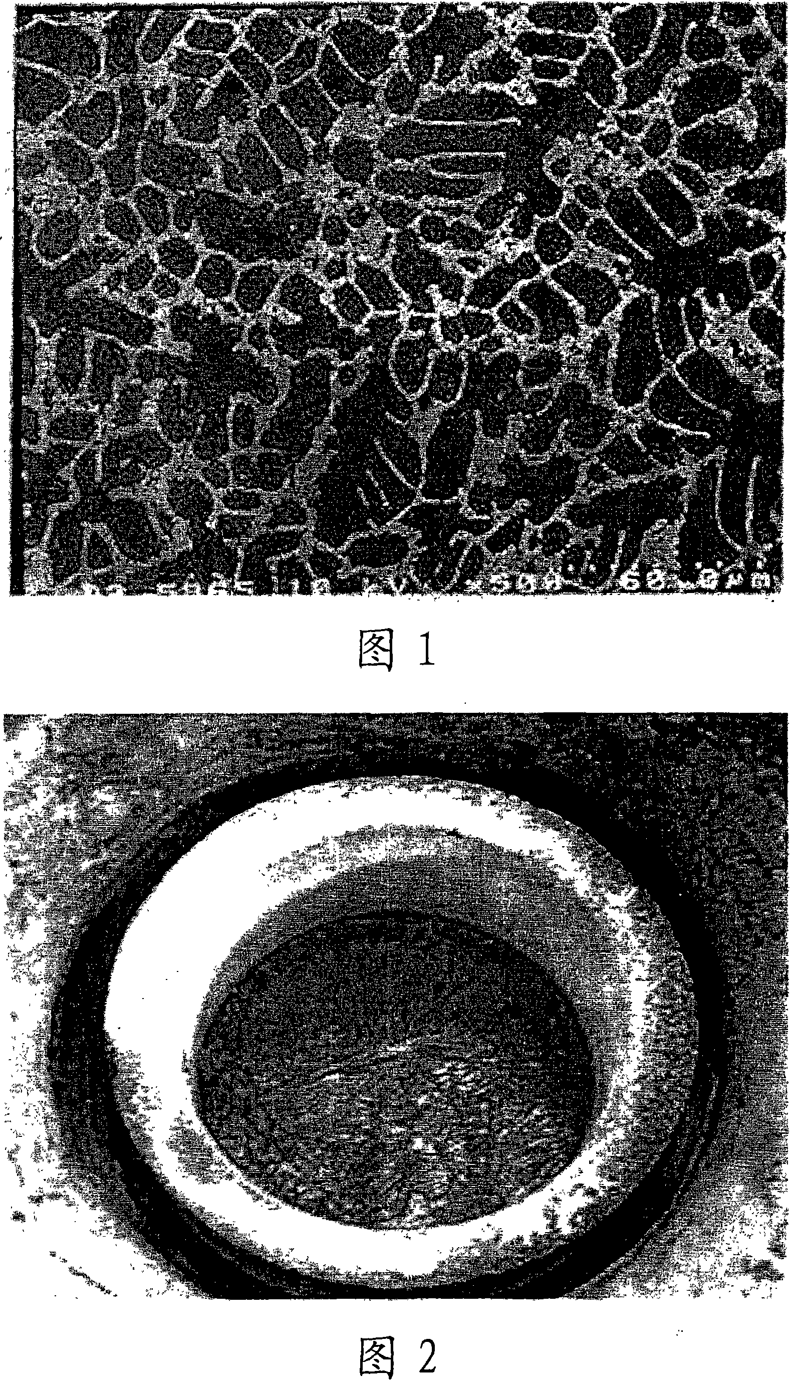 Mg alloys containing misch metal, manufacturing method of wrought mg alloys containing misch metal, and wrought mg alloys thereby