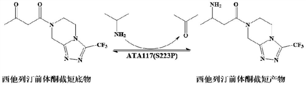 Recombinant r-ω-transaminase, mutant and its application in asymmetric synthesis of sitagliptin