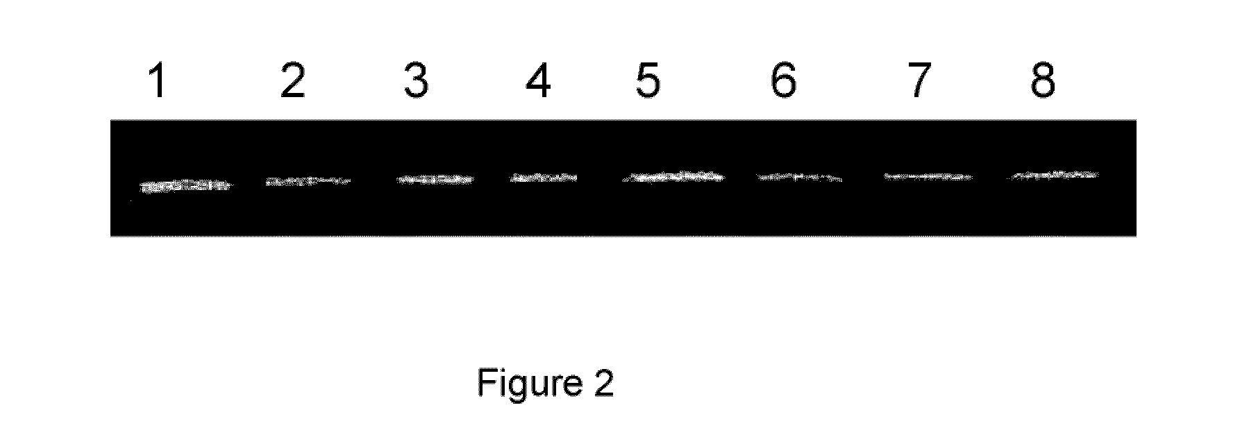 Method for the detection of gene transcripts in blood and uses thereof