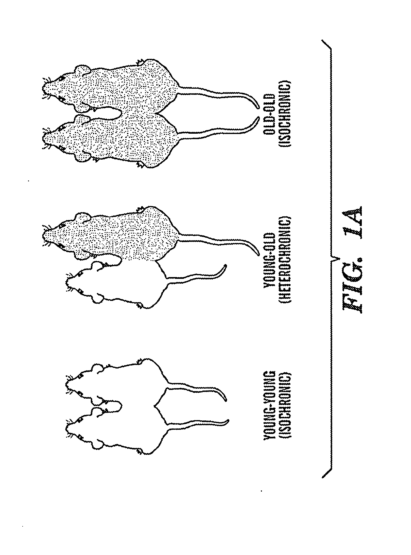 Biomarkers of aging for detection and treatment of disorders