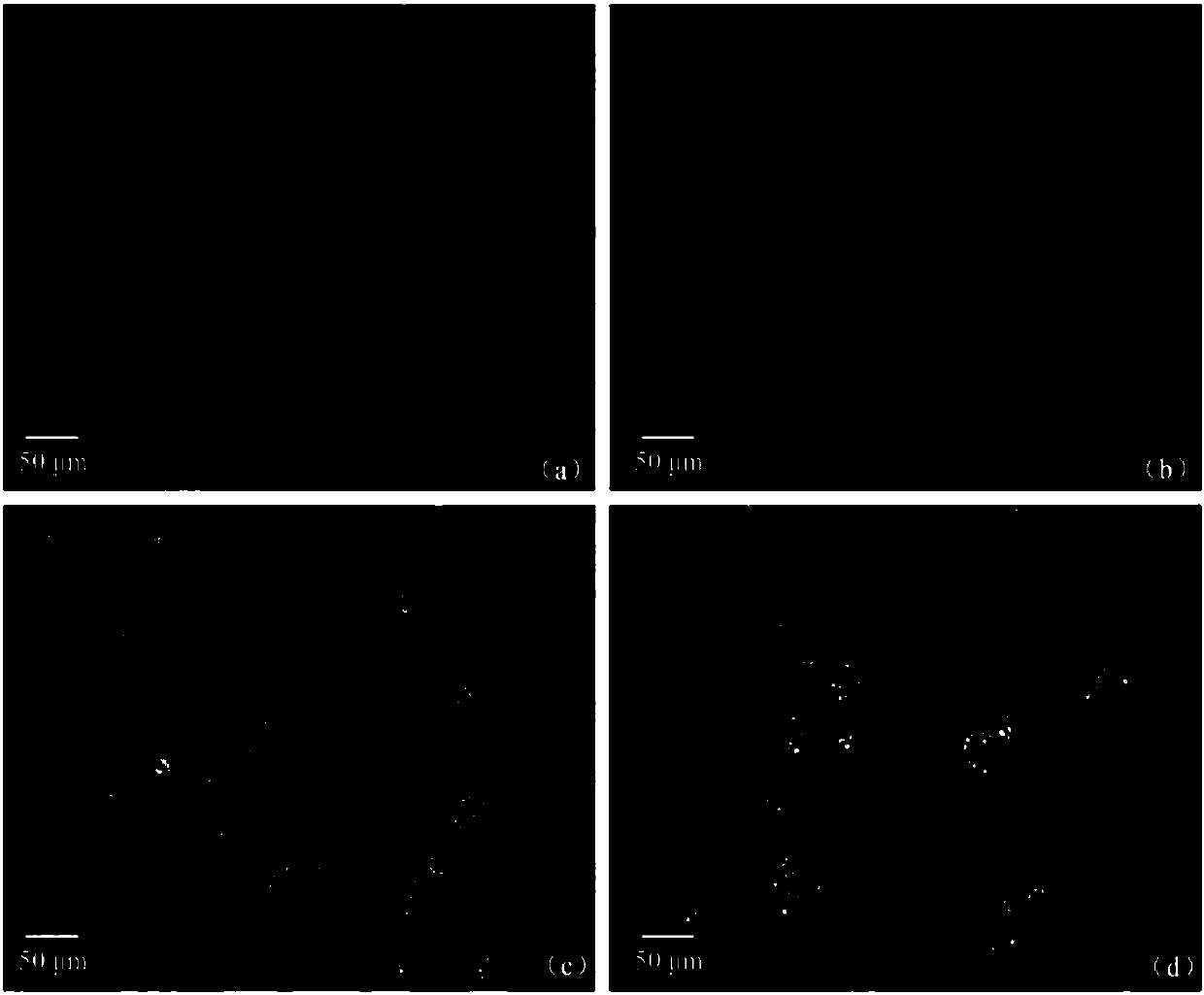 Green muscardine fungus conidium microcapsule and preparation method and application thereof