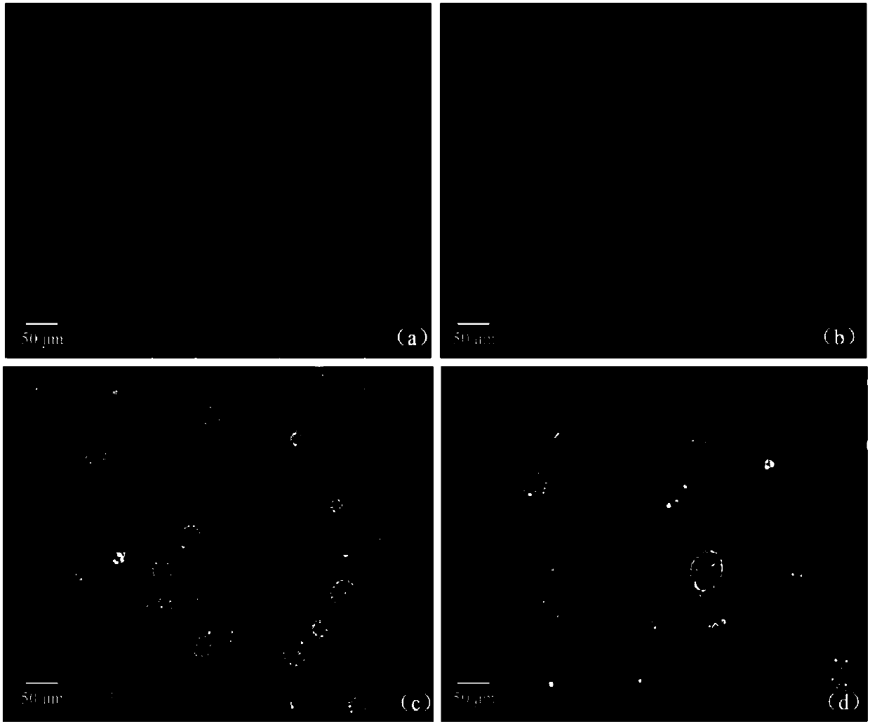 Green muscardine fungus conidium microcapsule and preparation method and application thereof