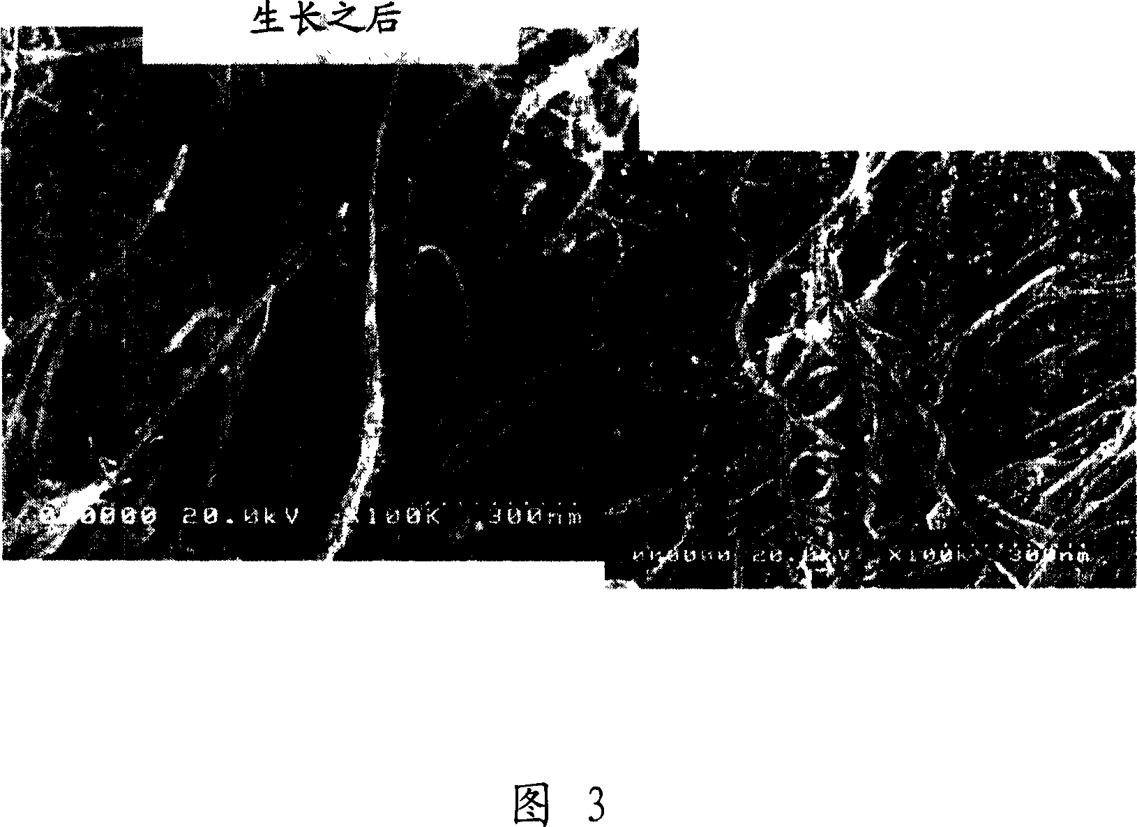 Carbon nanotube, a supported catalyst comprising the same, and fuel cell using the same