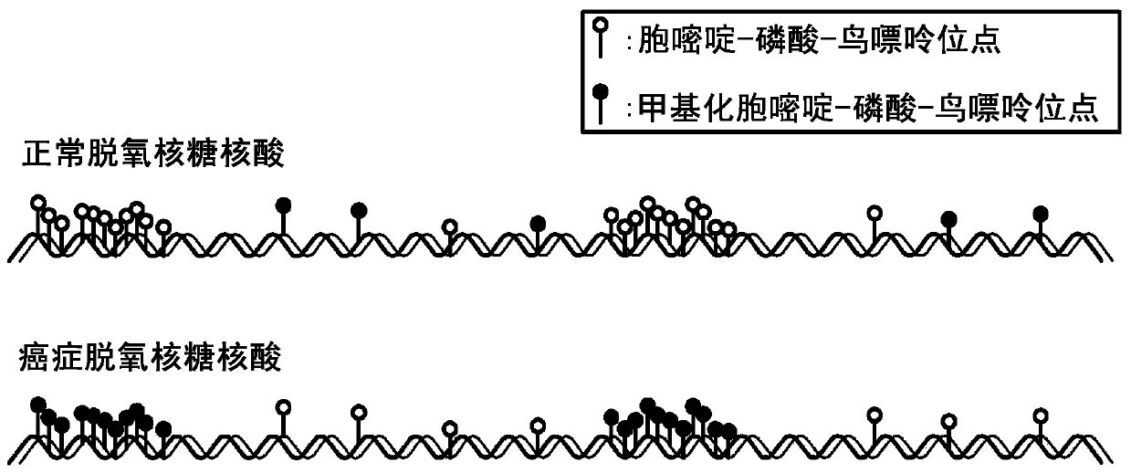 DNA analysis method and DNA analysis apparatus using terahertz wave