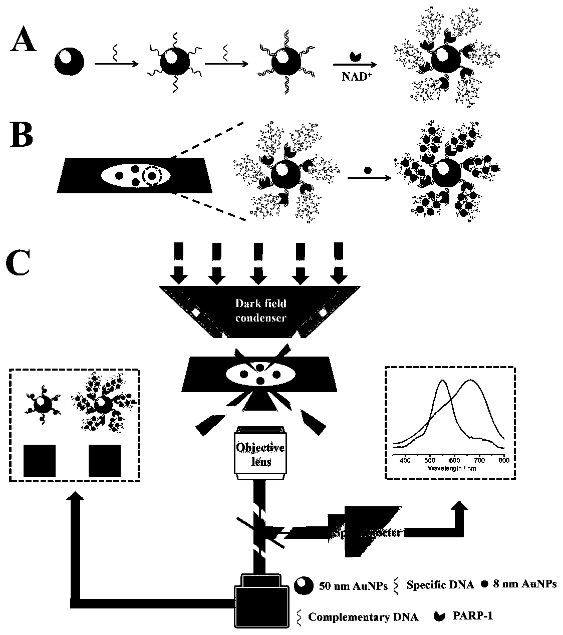 PARP-1 single particle detection method based on dark field scattering imaging