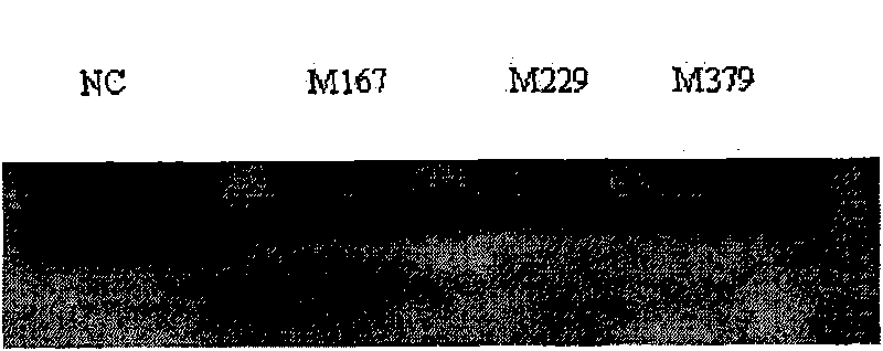 siRNA segment and application thereof used for curing and/or preventing porcine reproductive and respiratory syndrome