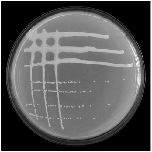 Chamaecrista bradyrhizobiumsp. WYS3R1 and application thereof