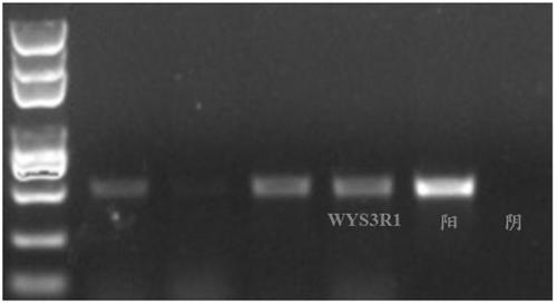 Chamaecrista bradyrhizobiumsp. WYS3R1 and application thereof