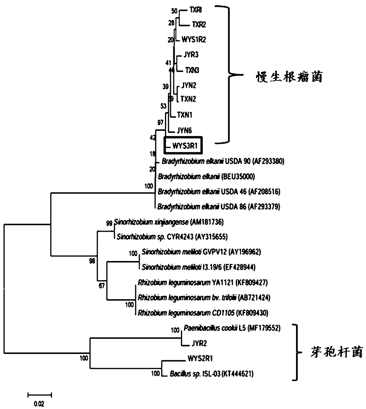 Chamaecrista bradyrhizobiumsp. WYS3R1 and application thereof