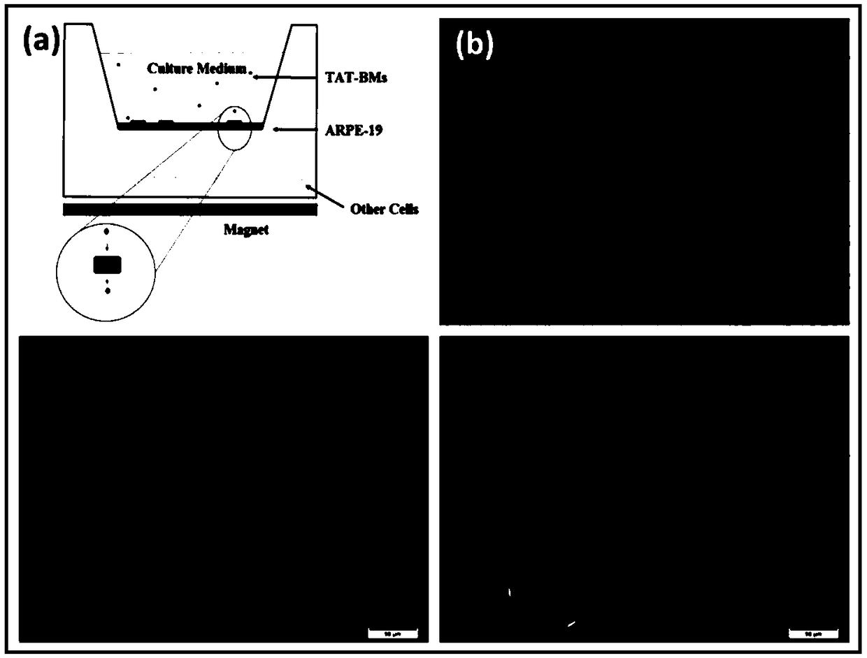 Preparation method and application of magnetic nanoparticles crossing blood-eye barrier