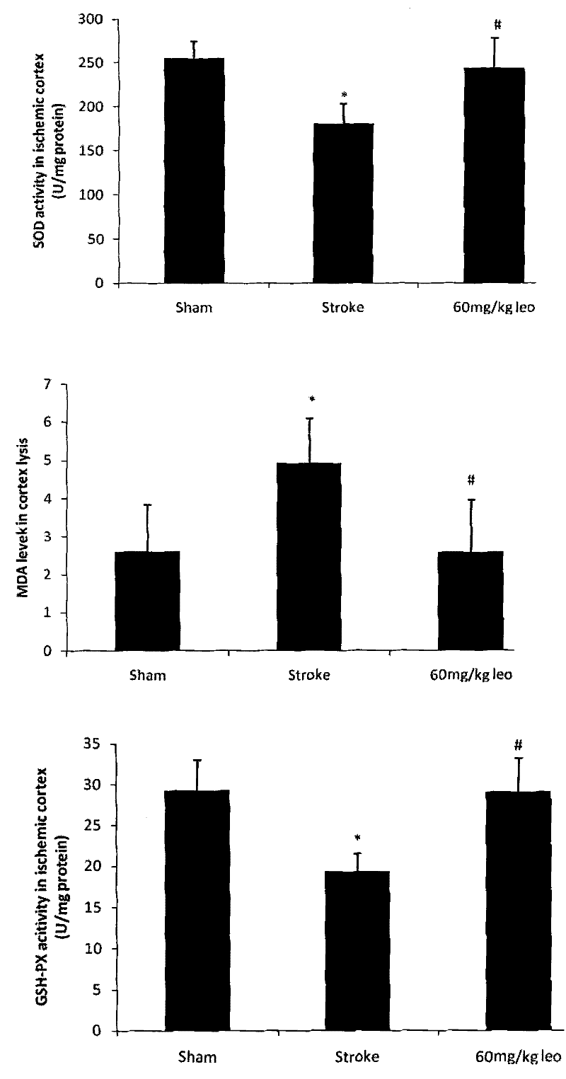 Use of motherwort in the preparation of medicines for preventing and treating ischemic stroke