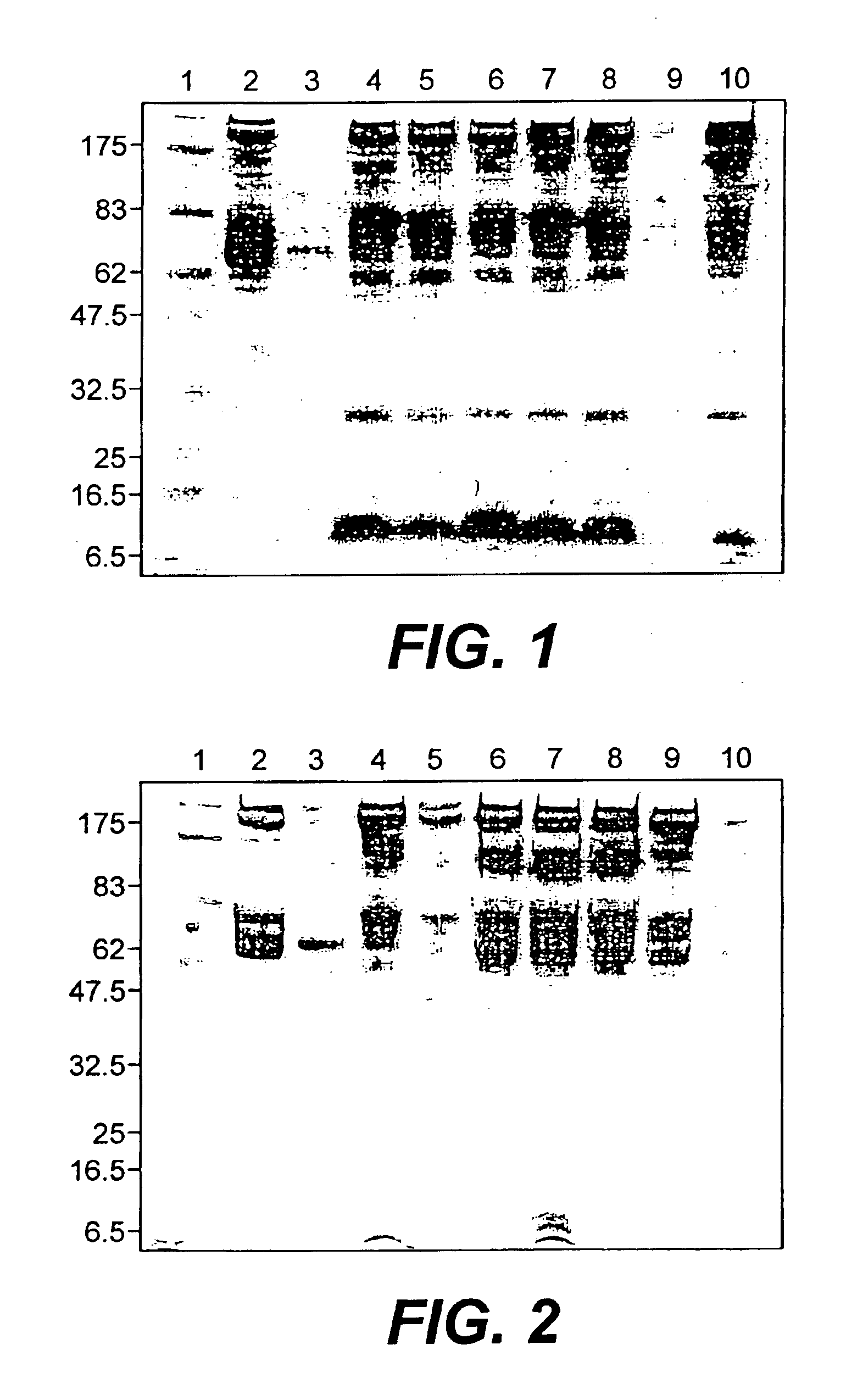 Human albumin animal models for drug evaluation, toxicology and immunogenicity studies