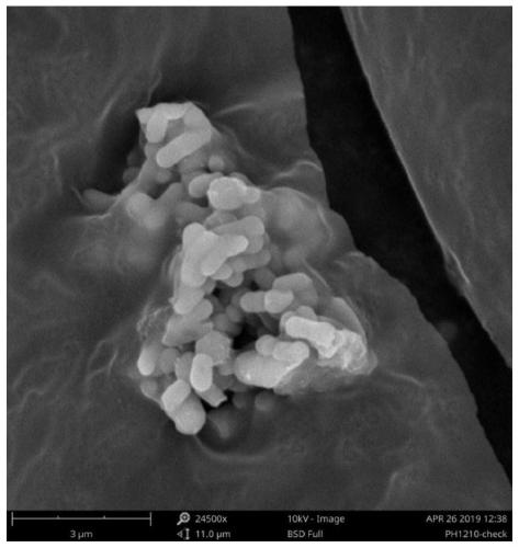 Paracoccus denitrificans strain screening and application of paracoccus denitrificans in deodorization