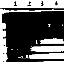 Preparation method of high purity and low density lipoprotein