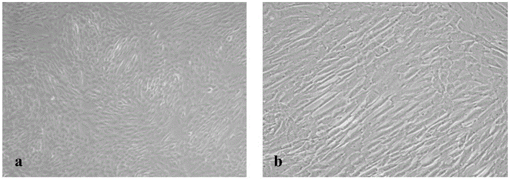 Stem cell preparation as well as preparation method and application thereof